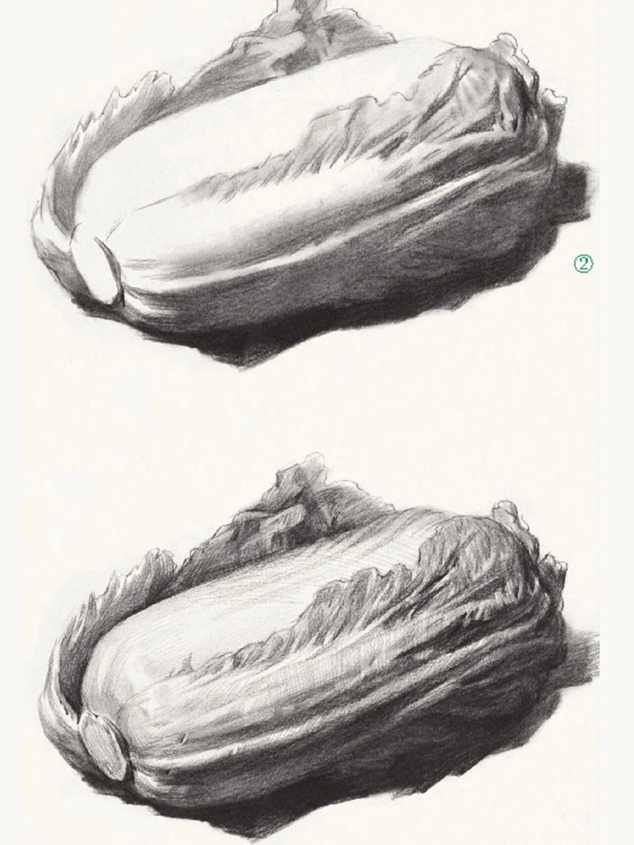 素描蔬菜水果-素描白菜