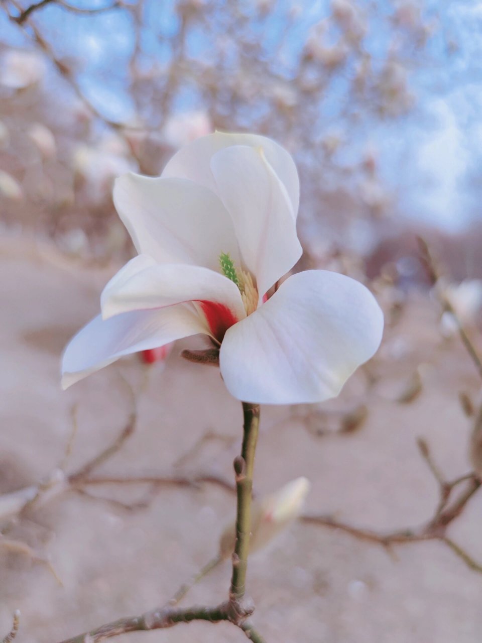 玉兰花言|色白微碧,香味似兰 95学名:yulania denudata02(desr.