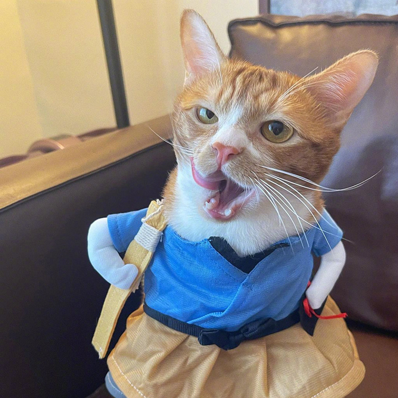 就是各种不服气表情的小猫咪92#猫咪# #萌宠#   (via.ins.