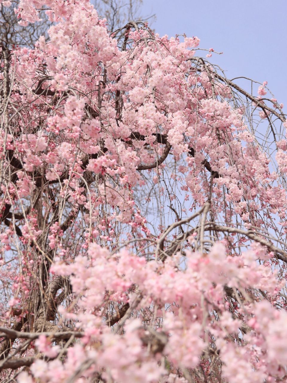 青龙寺樱花园图片
