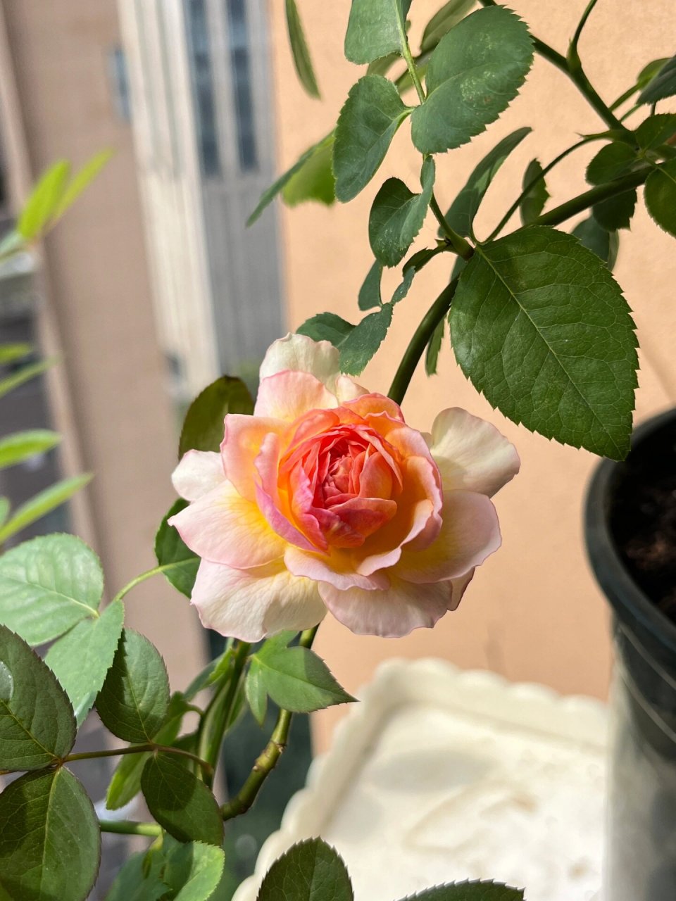 小仙女-蜉蝣月季95 不允许还有人不知道蜉蝣小仙女的颜值 	 优点: 1