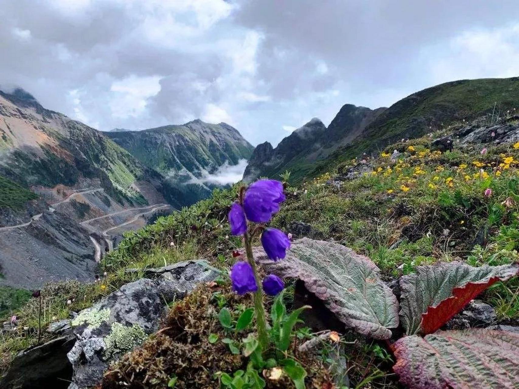 高山流石滩地貌图片