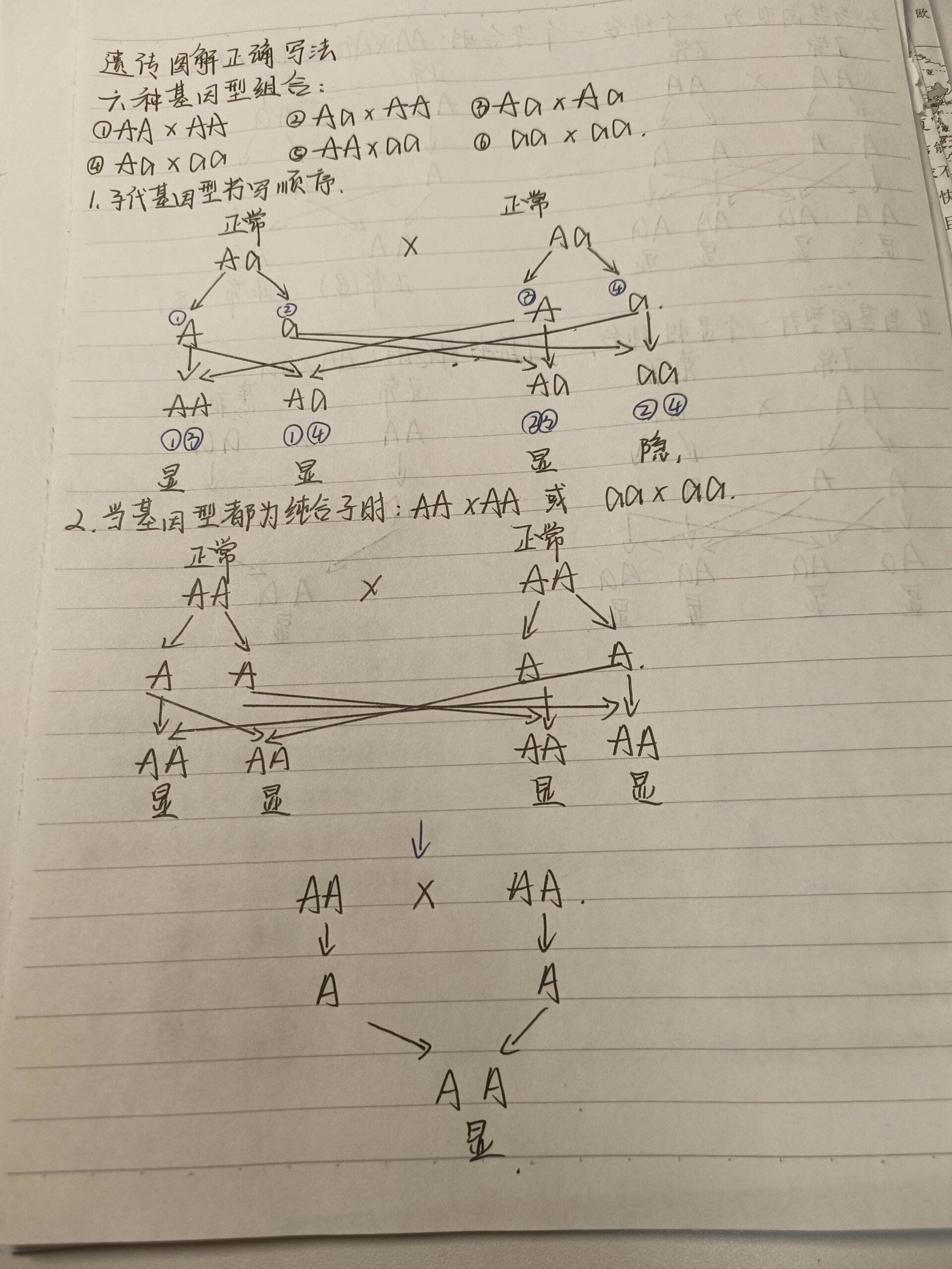 初二会考生物遗传图解