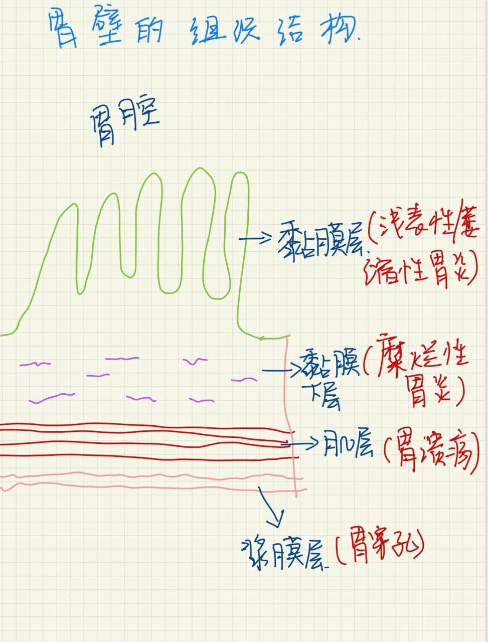 胃壁的结构图片