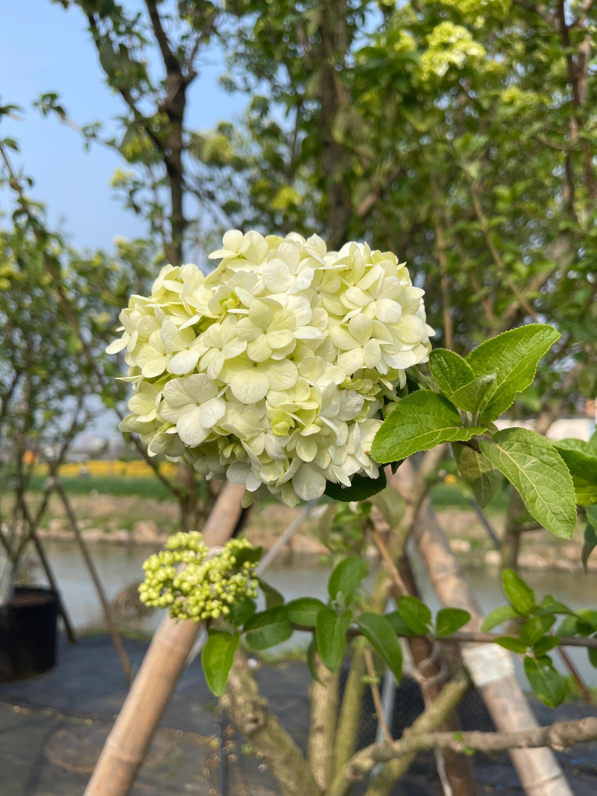 绣球荚蒾的花语图片