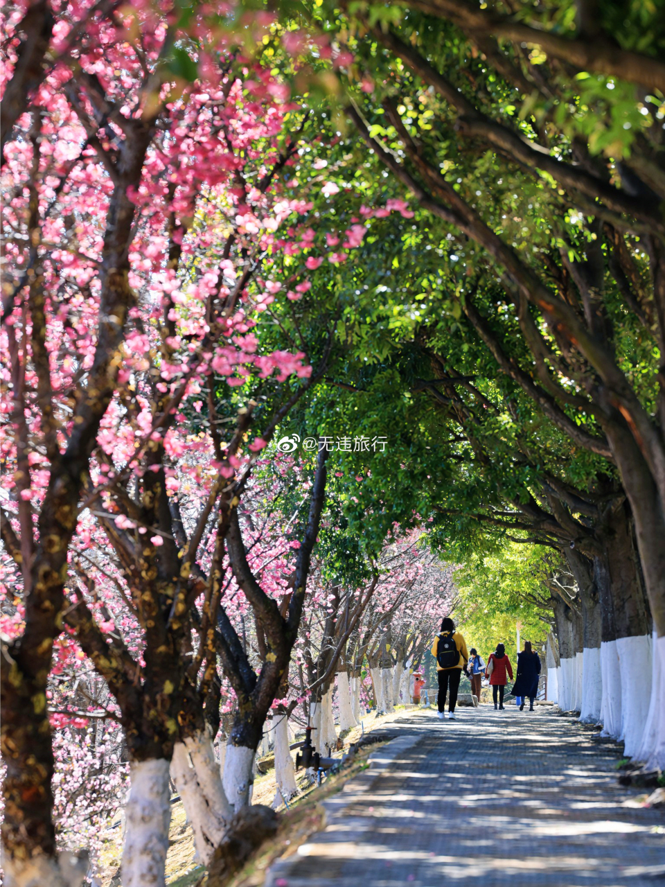 恰逢今年春暖花开,大理大学樱花又迎来了盛开的旺季.
