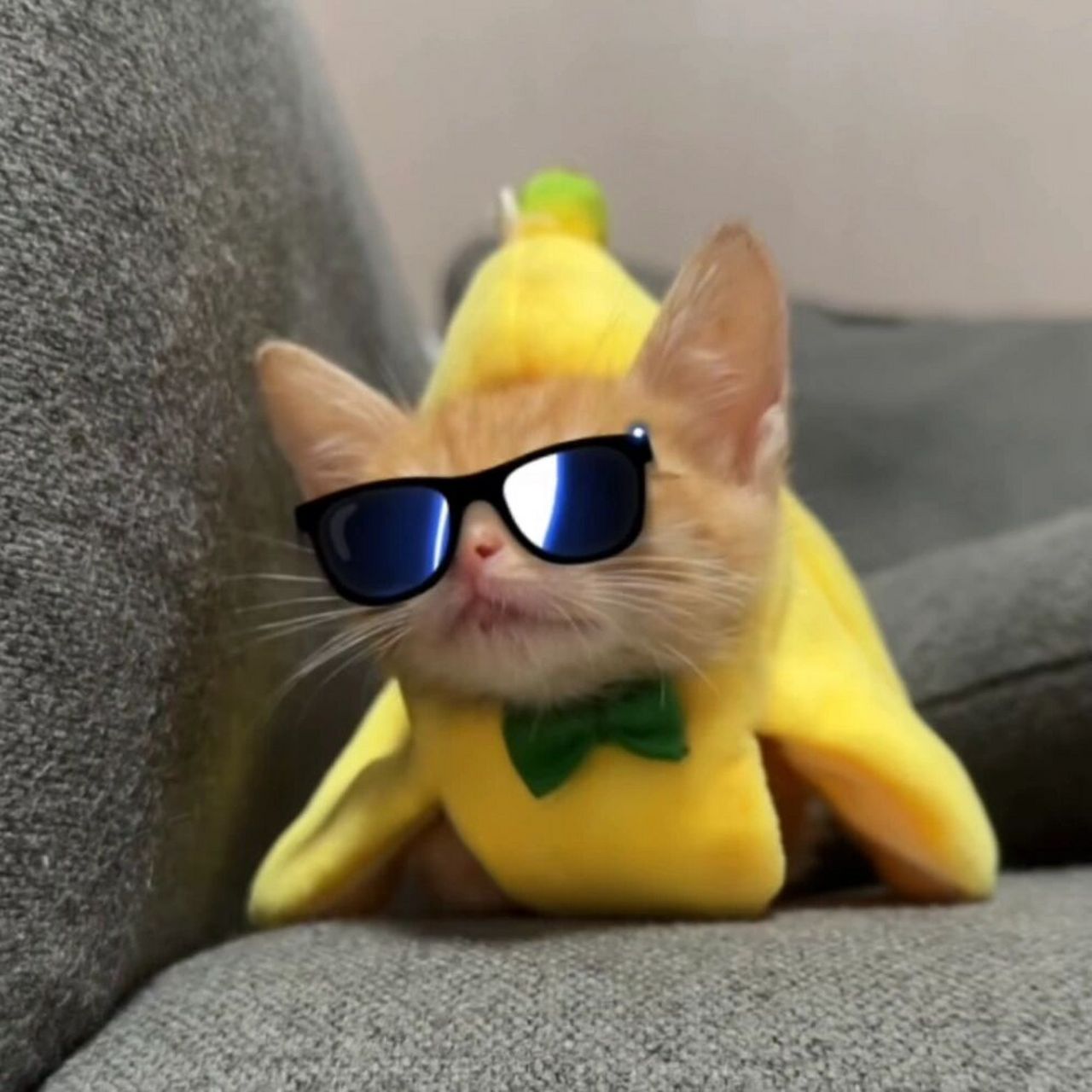 超级可爱的香蕉猫情头95 快艾特一个小可爱一起用情头吧7815