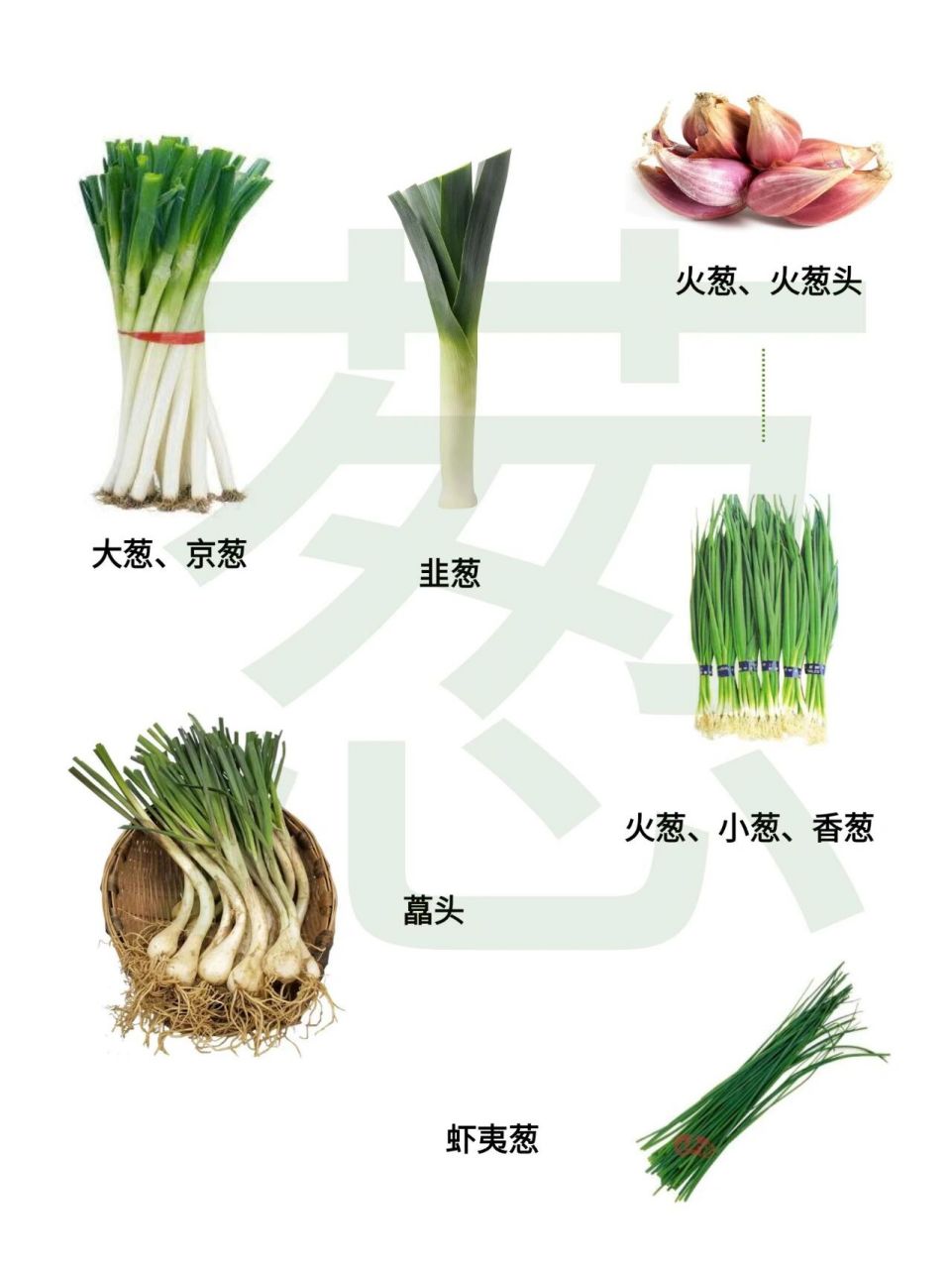 75  scallion /welsh onion 葱的幼苗,北方的小伙伴别争辩了,我们
