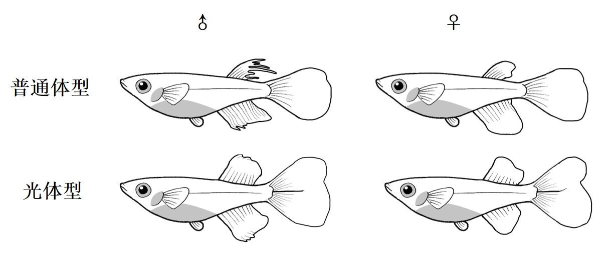 观背青鳉公母区分
