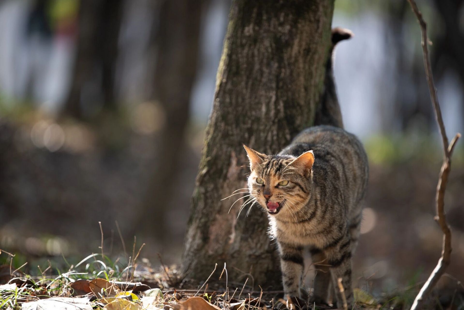 中国野猫图片图片