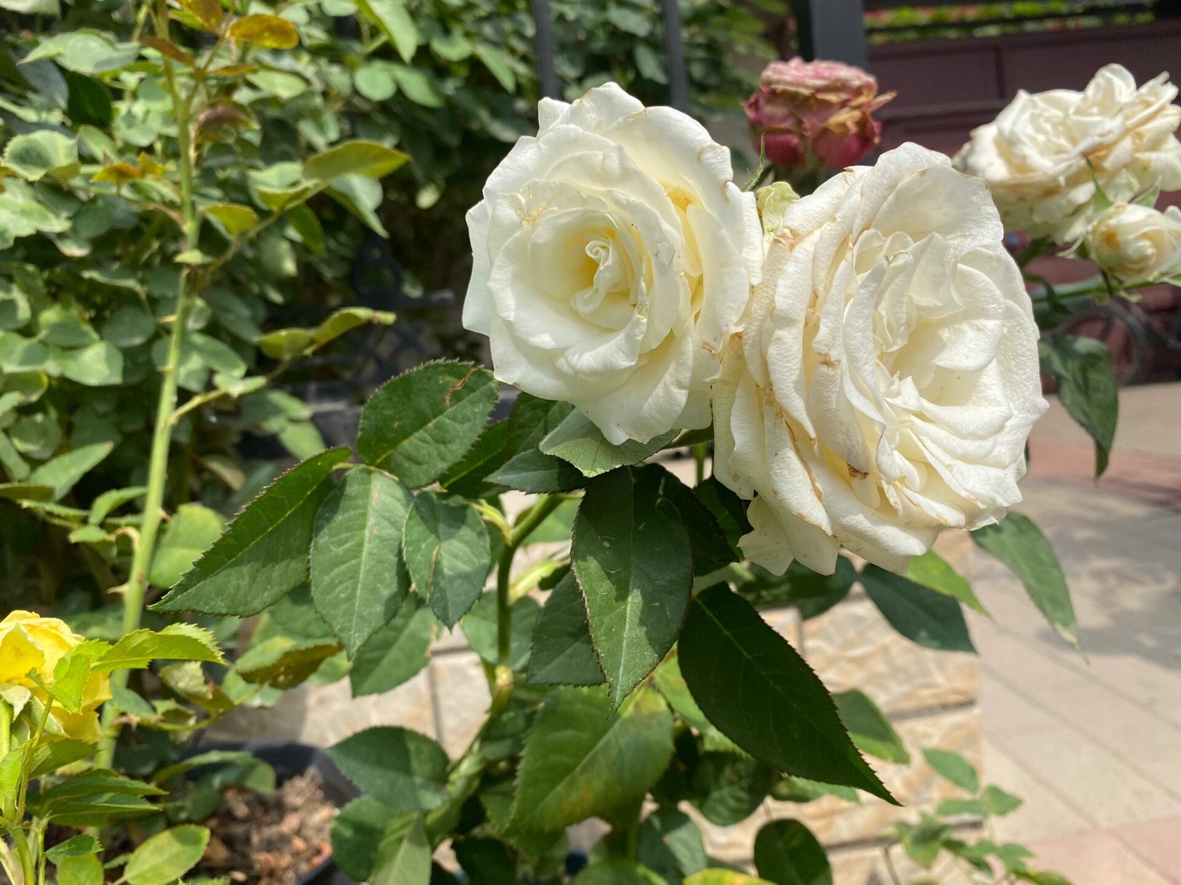 白色巧克力月季 白巧克力月季的优点是抗病虫能力强,耐热,花型大,有