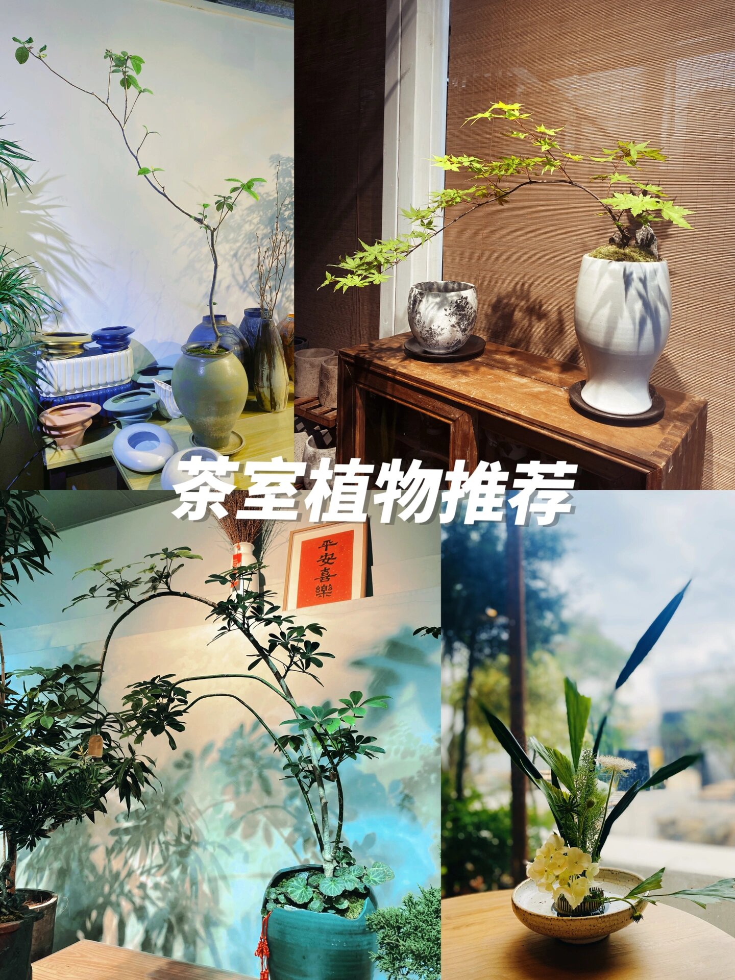 茶室绿植|这几种植物一放瞬间氛围感拉满