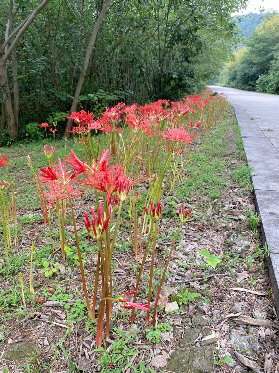 曼珠沙华又叫彼岸花 我记得王菲有首冷门歌就叫《彼岸花》 	 跟这花的