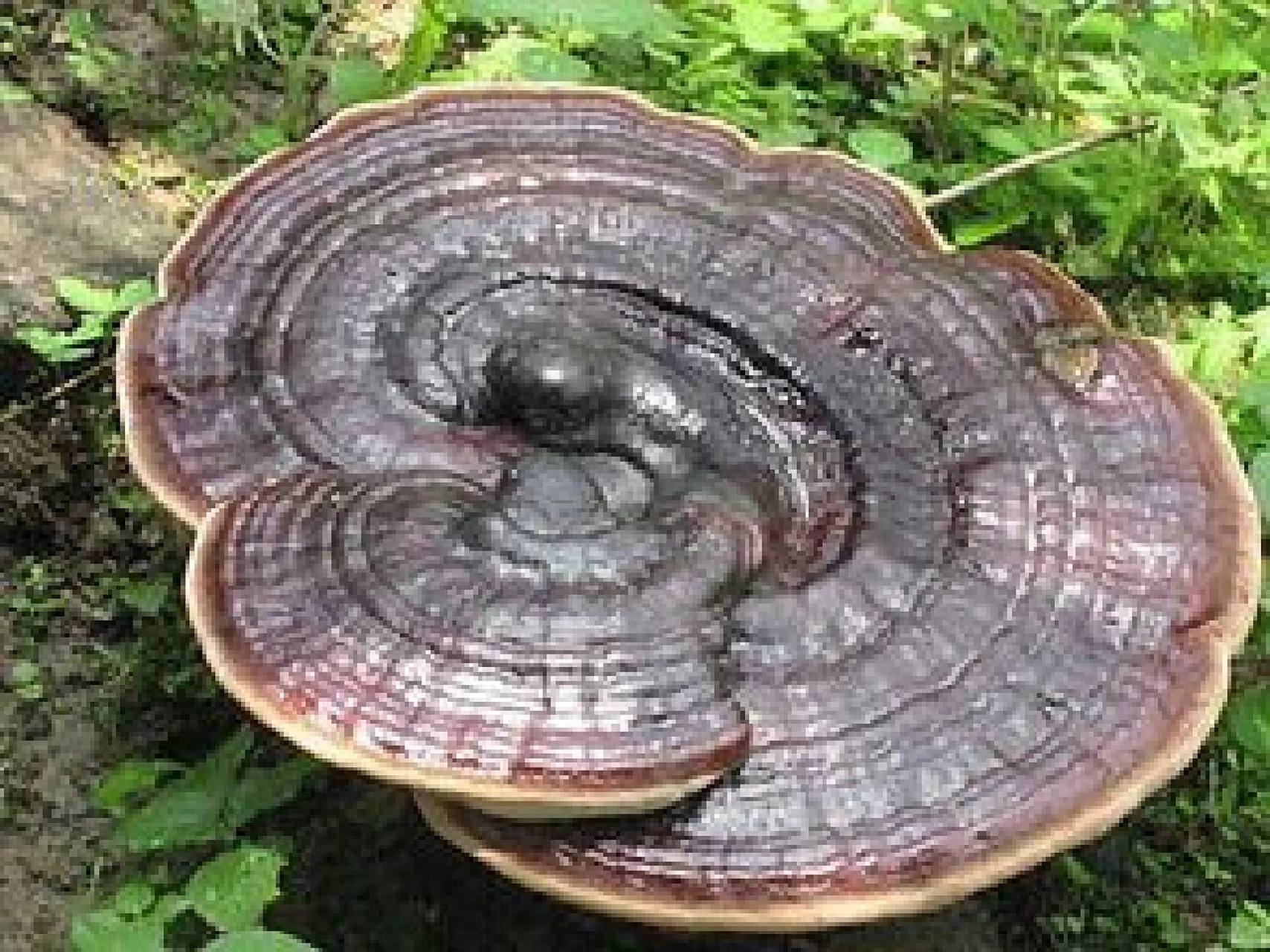 灵芝孢子粉多少钱一斤?