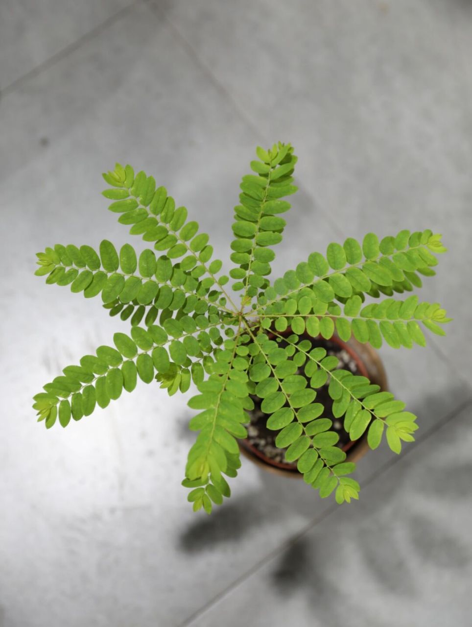 伞状绿植海南叶下珠治愈系室内阳台盆栽 只要散光就能养出一把治愈的