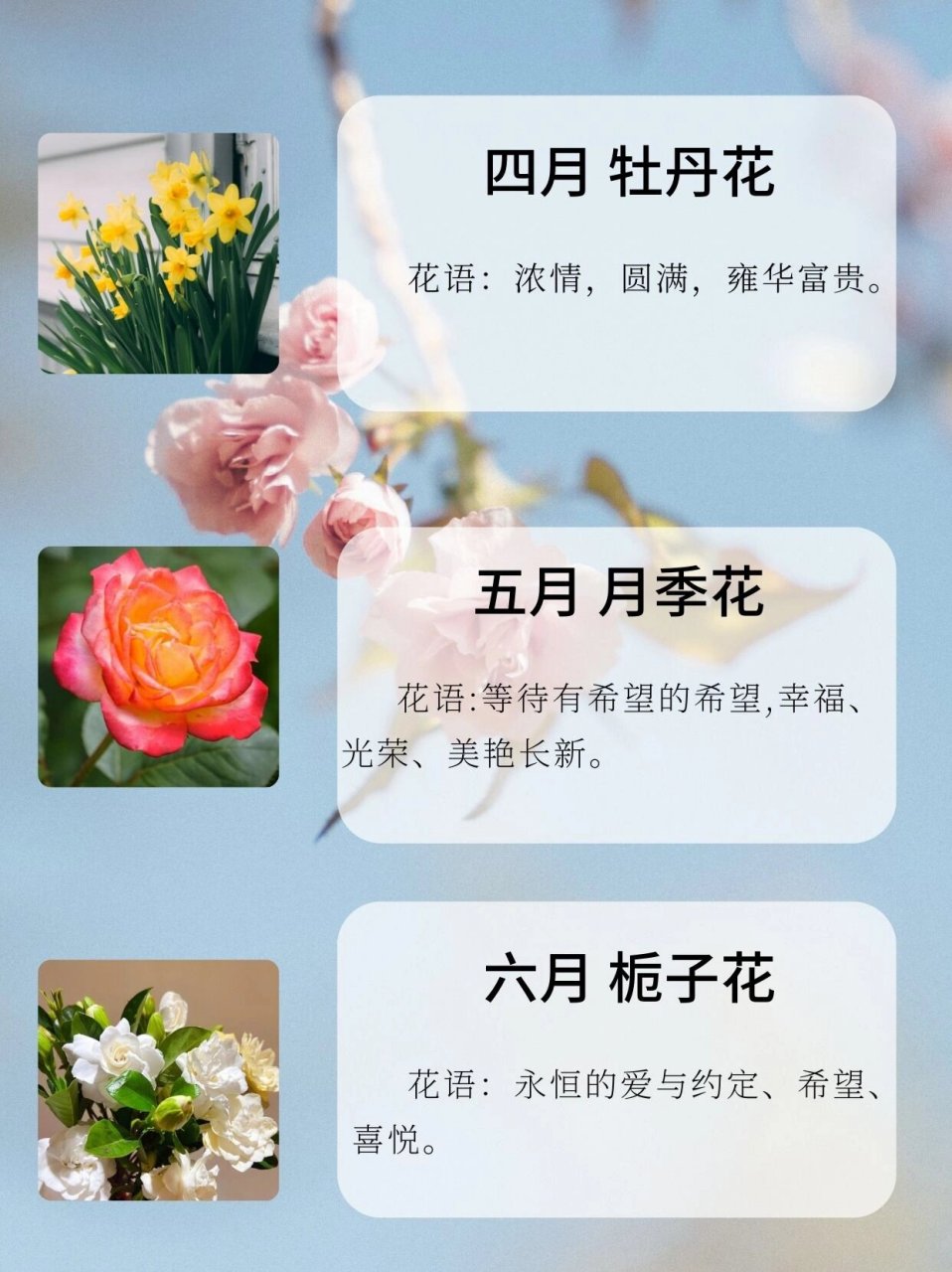 12小时花开时间表图片