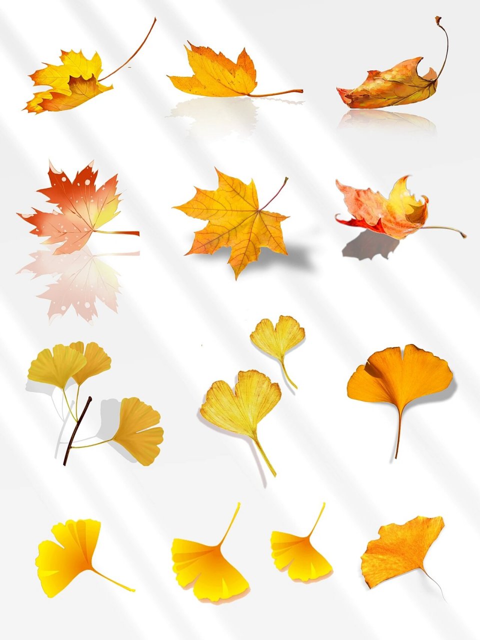 54款秋天落叶素材|93枫叶银杏叶|也太美了吧 97 今日分享『秋天