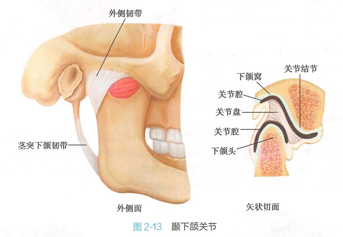 什么叫颞下颌关节