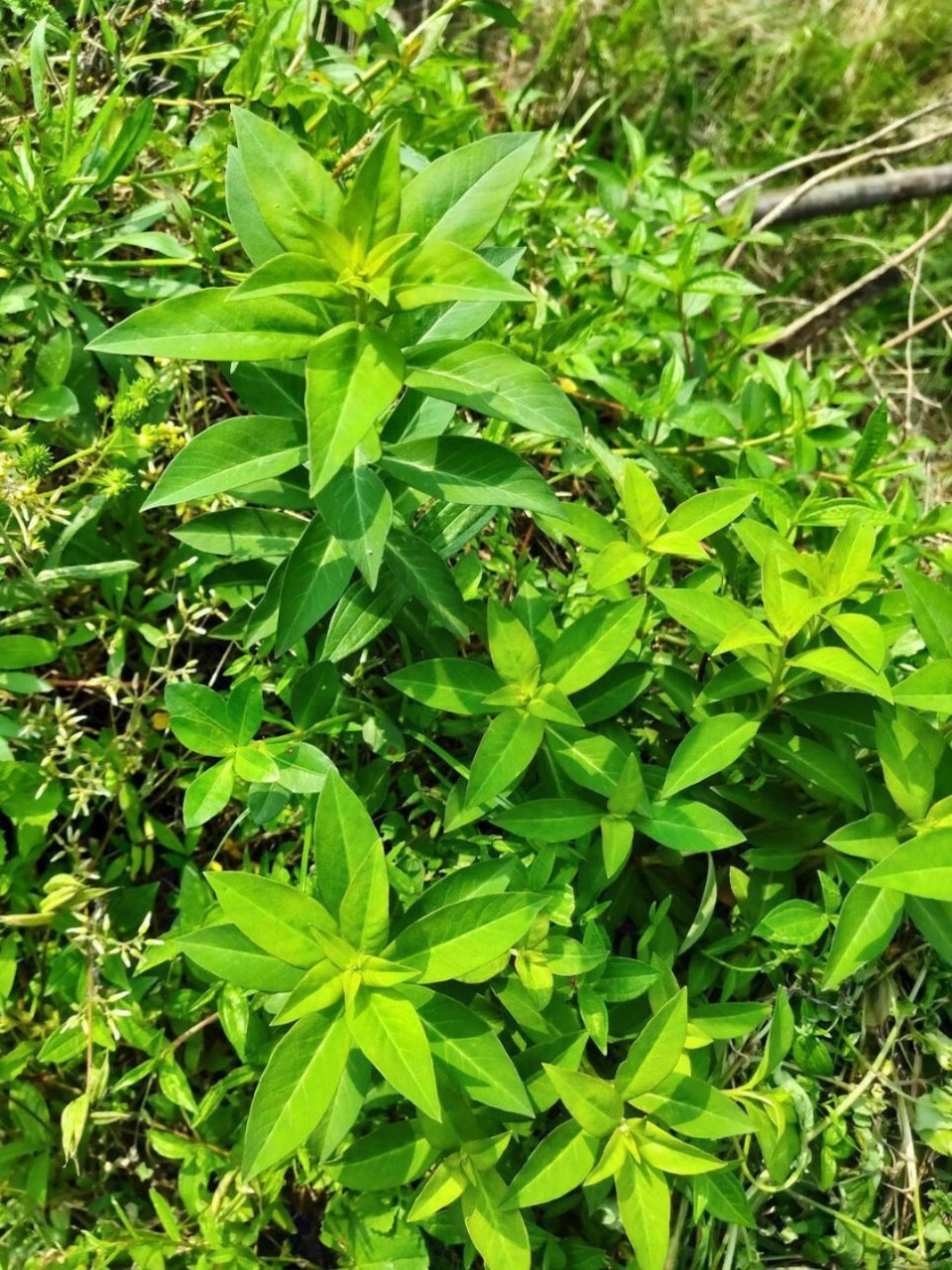 星宿菜 别名红脚兰,红脚南;为报春花科植物星宿菜lysimachia fortunei