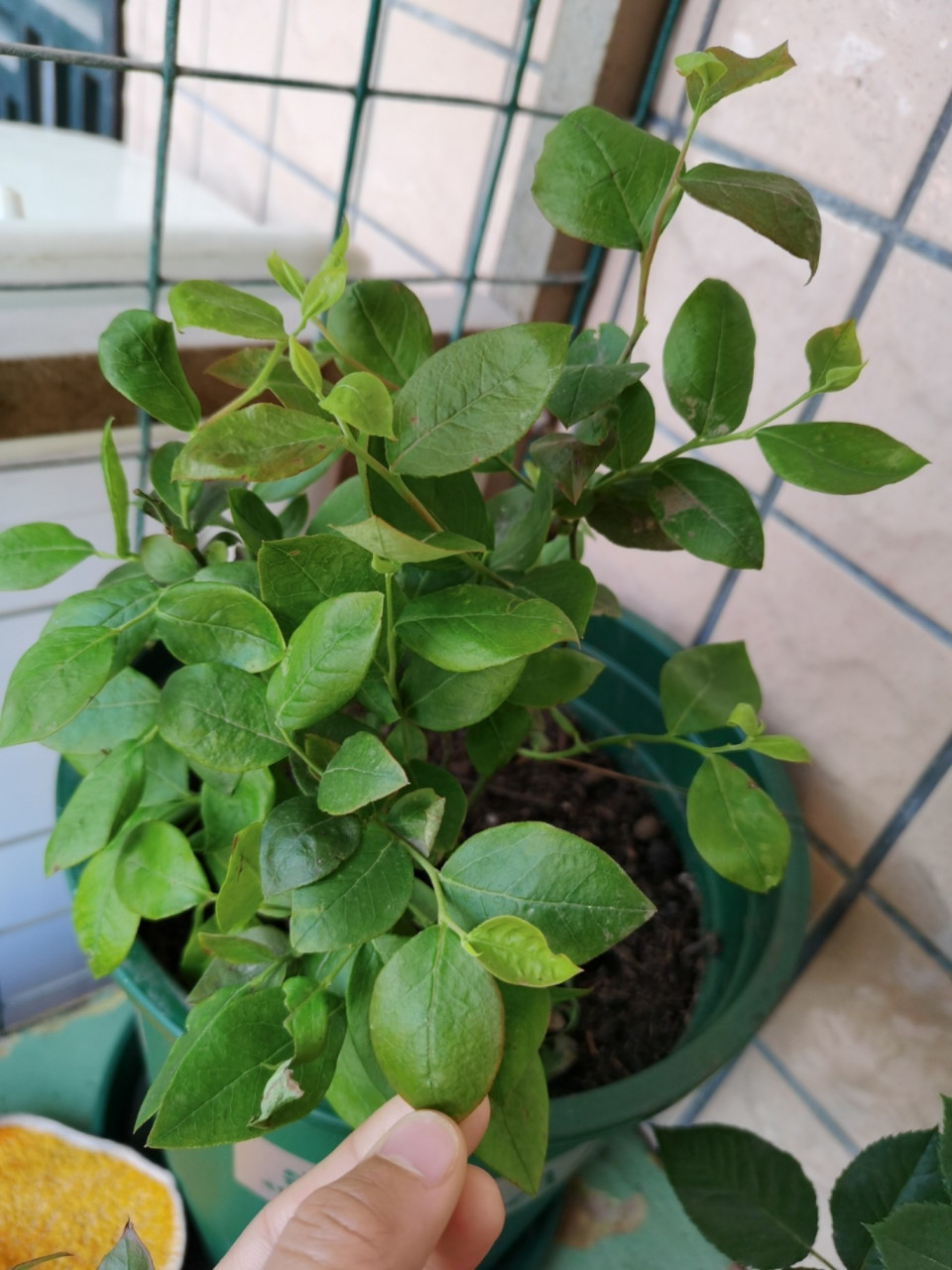 真假蓝莓苗 图②③是一个星期前在拼多多上面买的假苗 图①④⑤⑥是在