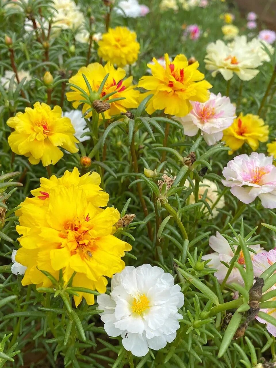 养护小知识:太阳花 太阳花又叫午时花,只有在有阳光时才会开花,阴雨天