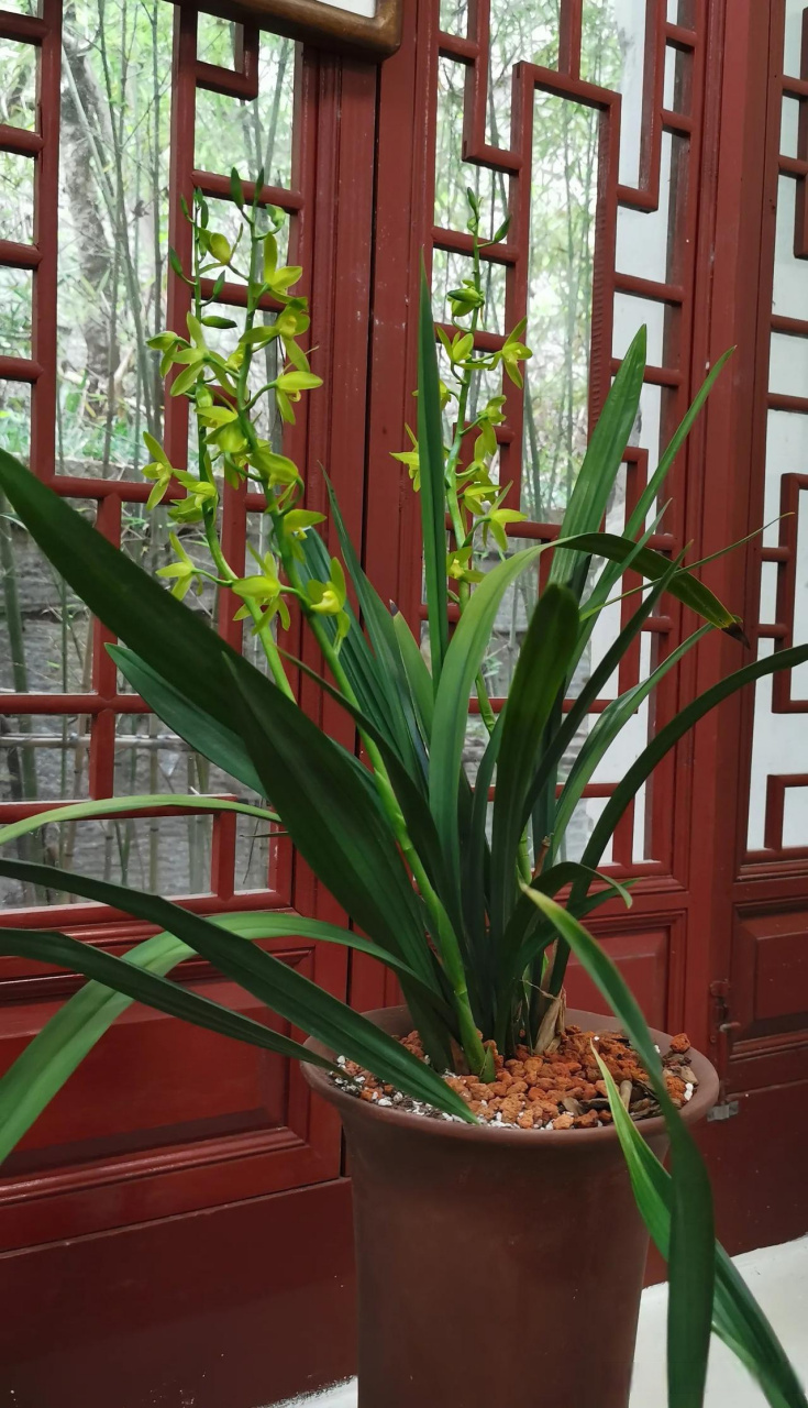 空谷幽兰,福州于山兰花圃里的兰花.