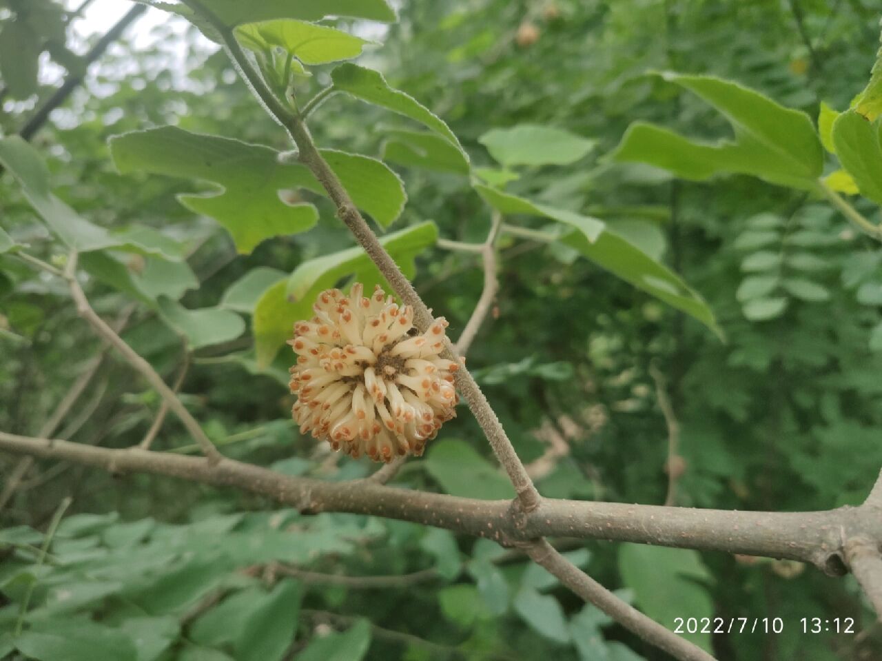 渚桃树图片