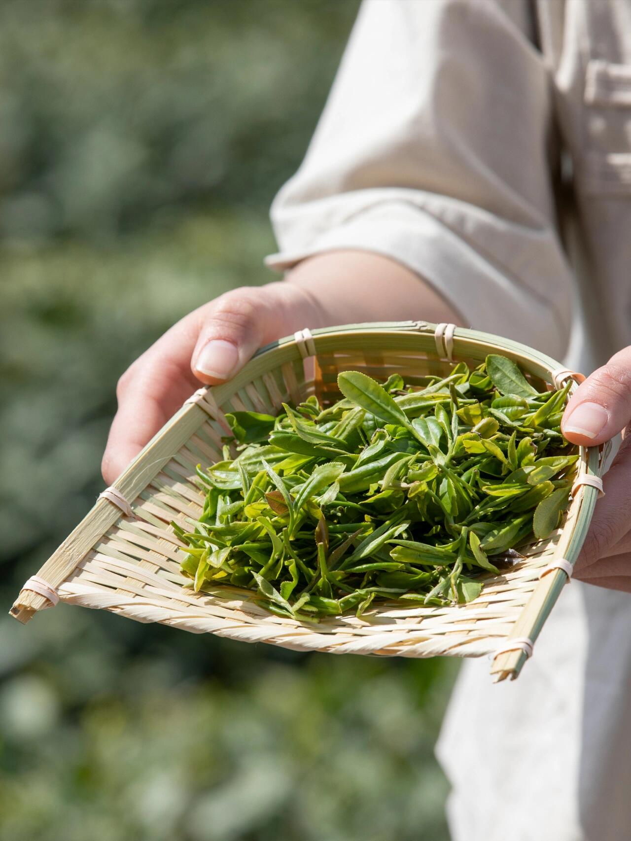 湖南人的茶·保靖黄金茶 保靖黄金茶产自湖南省湘西土家族苗族自治州