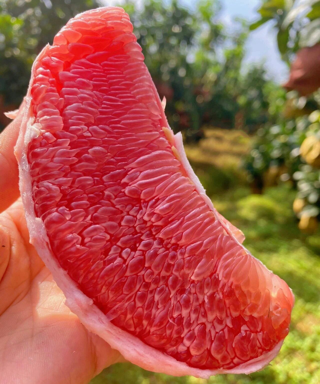 7215吐血推荐7215福建平和三红柚子 这么多品种的柚子,最喜欢