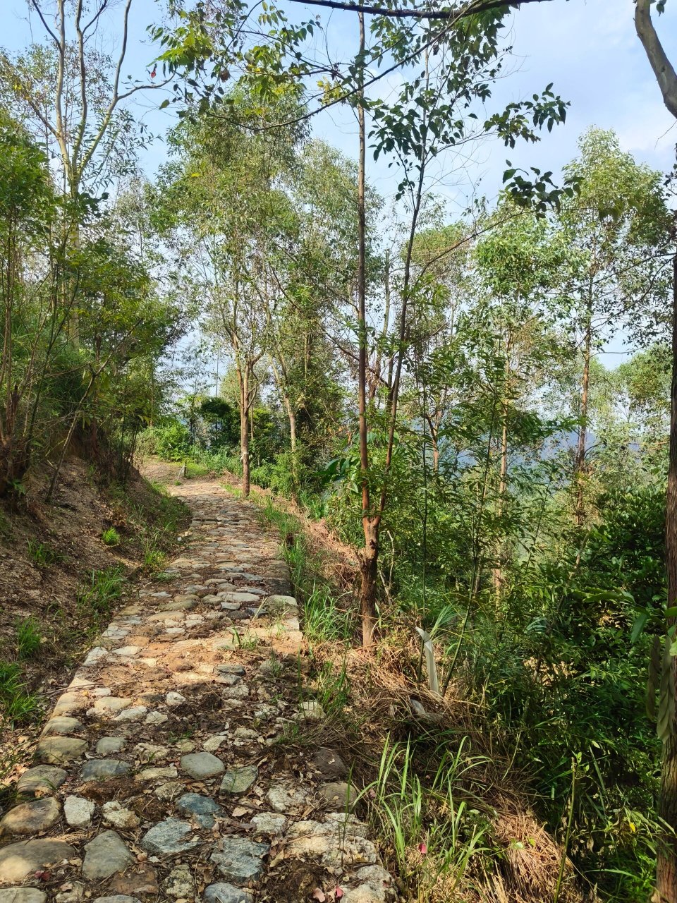 徒步游记~中山市岐澳古道五桂山段  	 岐澳古道是旧时由石岐到澳门的