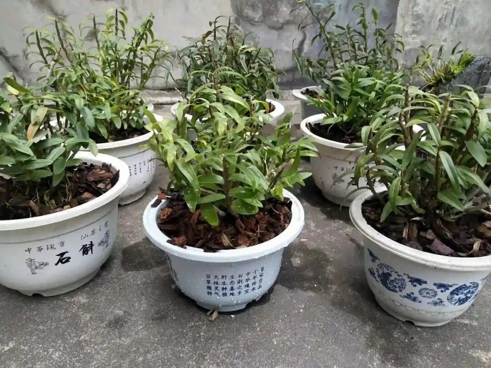 霍山石斛|家庭盆景种植版,种不活不可能!