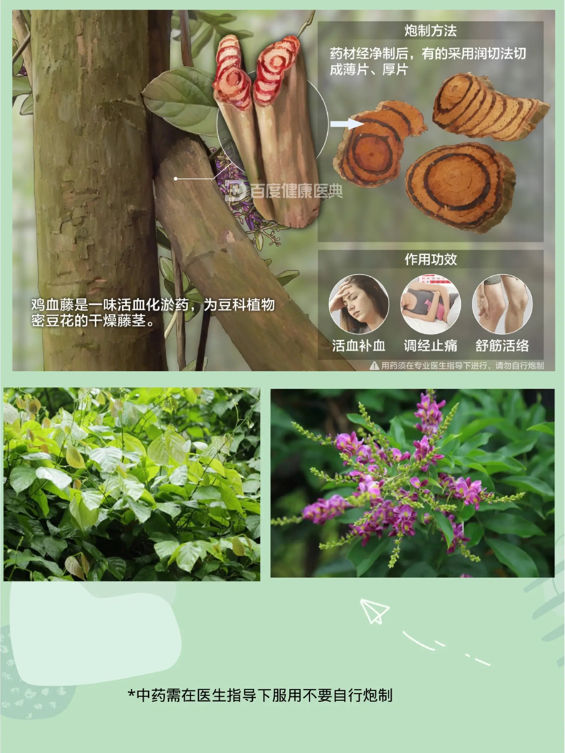 认识神奇的一味药🌿鸡血藤 🌿概述 豆科,密花豆属植物,又叫密花豆