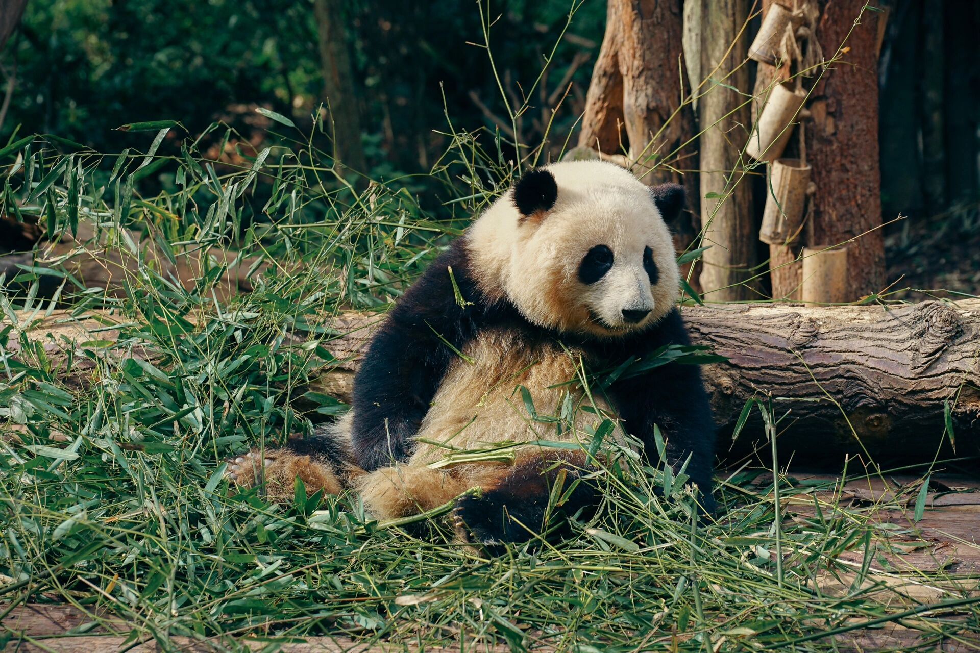 大熊猫是国宝,而花花是熊猫基地中的网红女明星