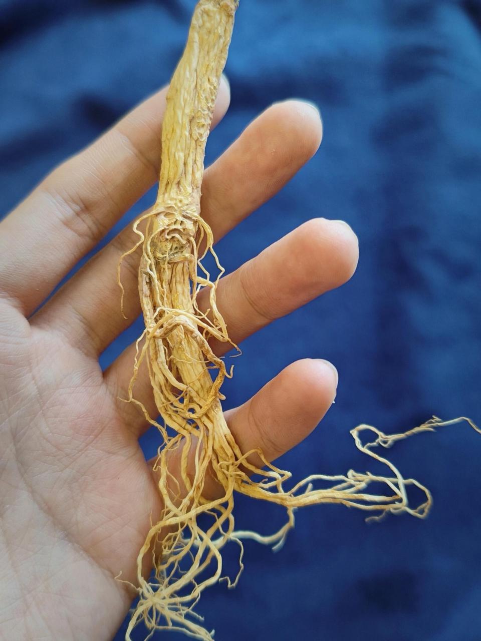 五加科.龙王参属】 紫蕴龙王参目前已知的生长地只有奇宝山和蓬莱岛.