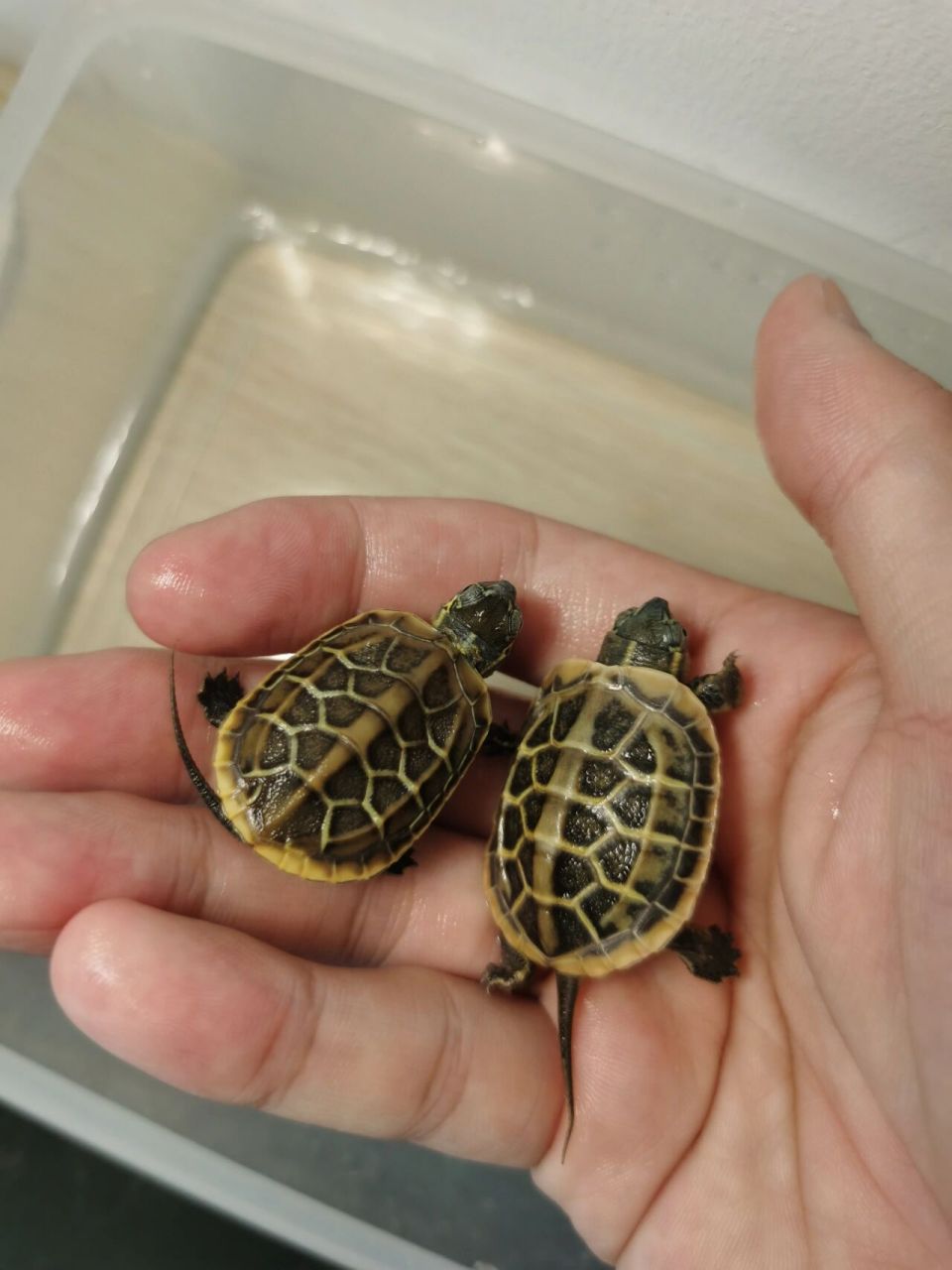 三代苏北黄肉草龟,金边,金线,满黄肉
