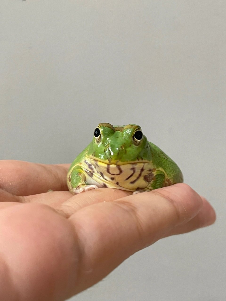 特立独行| 史上最萌的波子角蛙值得入手嘛?