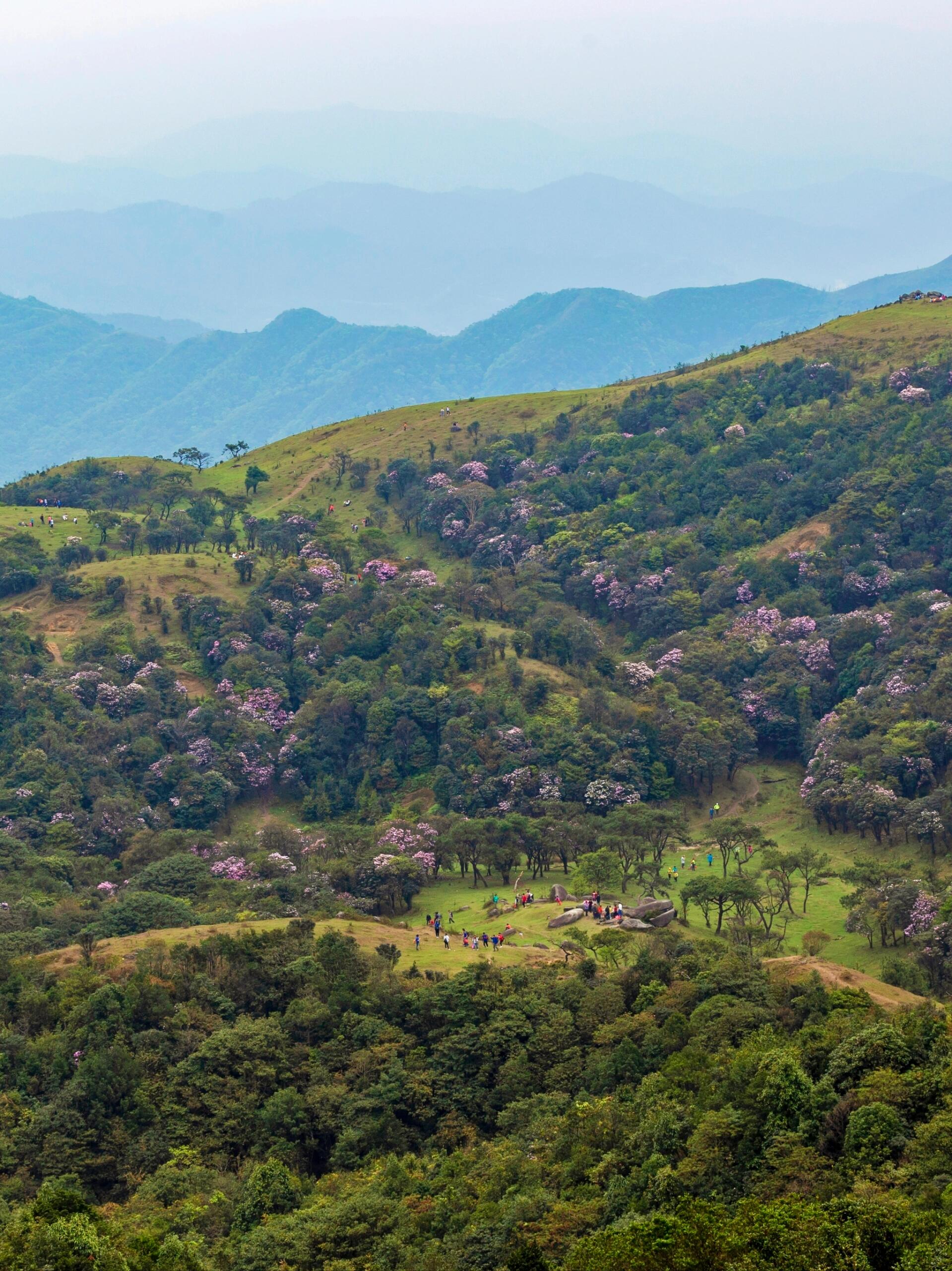 罗定八排山,不亚于隔壁鸡笼顶,类似的风景 最近高山杜鹃开啦,观赏期是