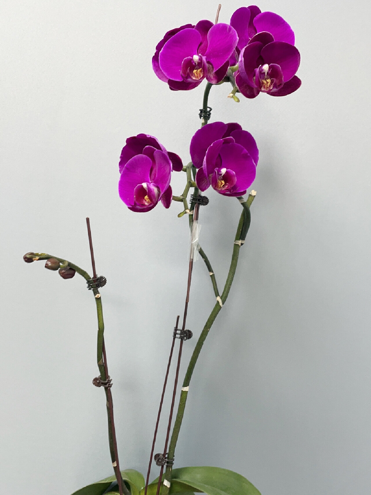 蝴蝶兰-大白v3,大辣椒