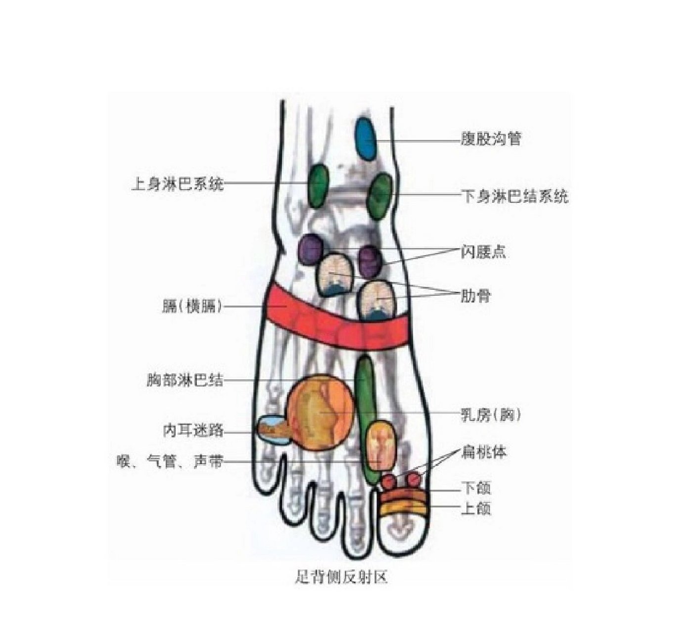 足部内侧,外侧,足背反射区(收藏)