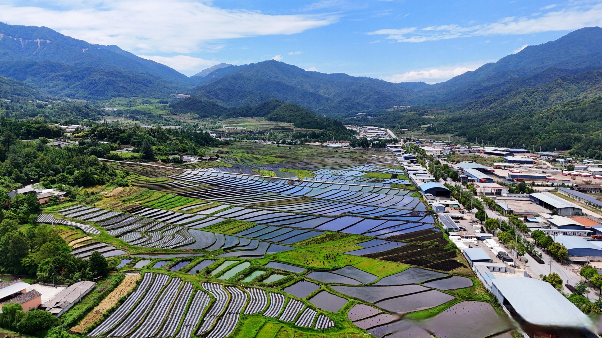 【保山腾冲:梯田是通往云端的台阶】夏日,云南保山腾冲市滇滩镇的梯田