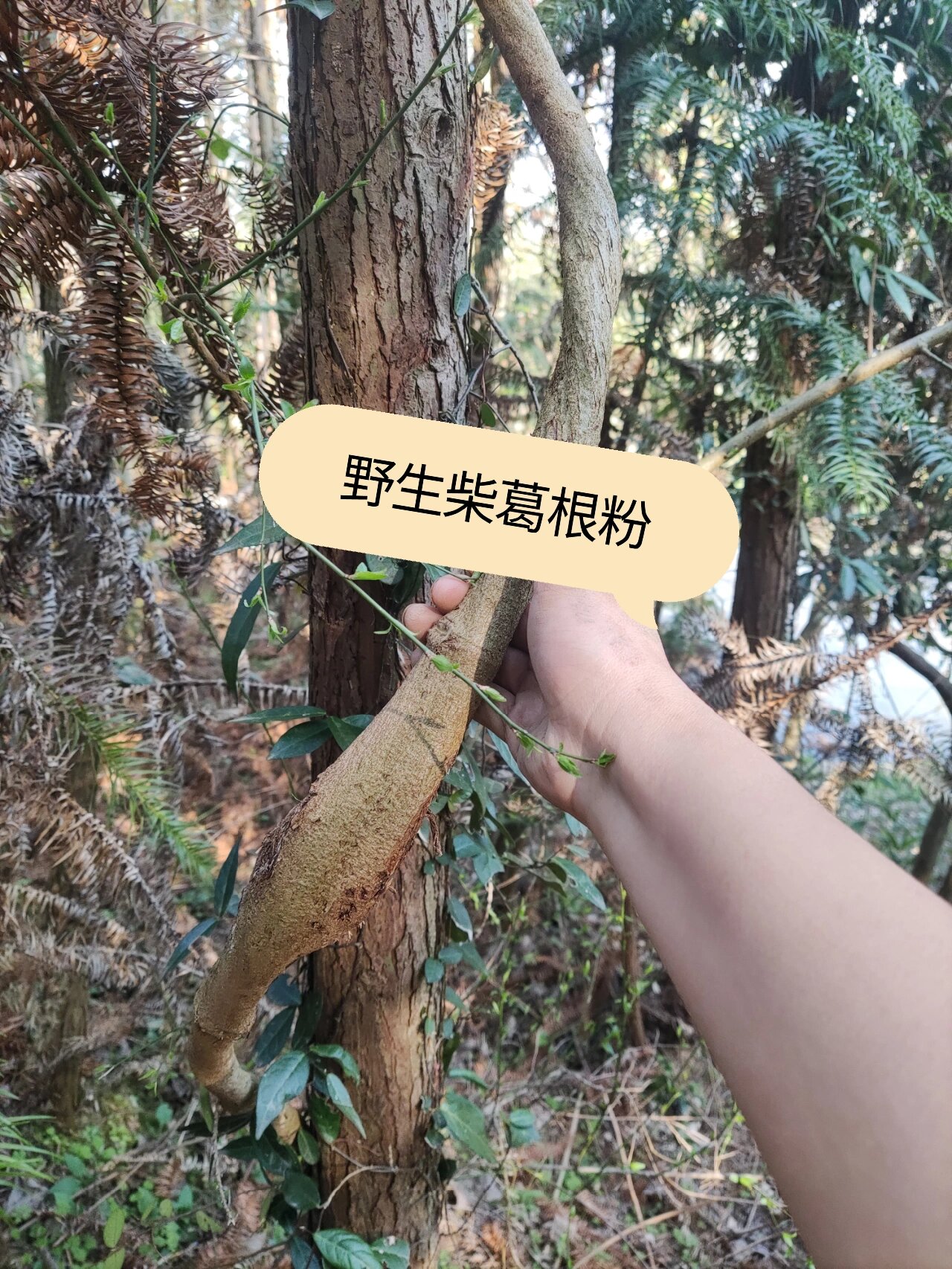 50年的野生葛根长这个样子