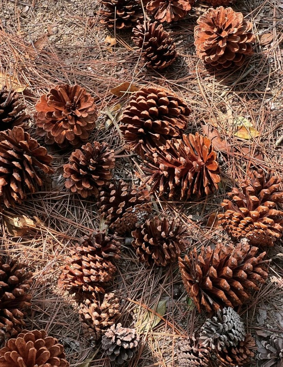 大自然松果子,果型还真是好看哦78 天然松果球,深山里采摘,diy一下