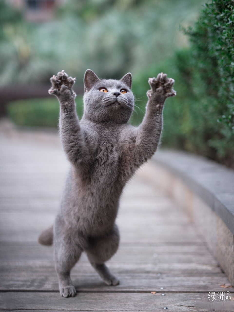 分享裙子小姑娘 的绿洲 动态 小灰灰 猛猫扑食!