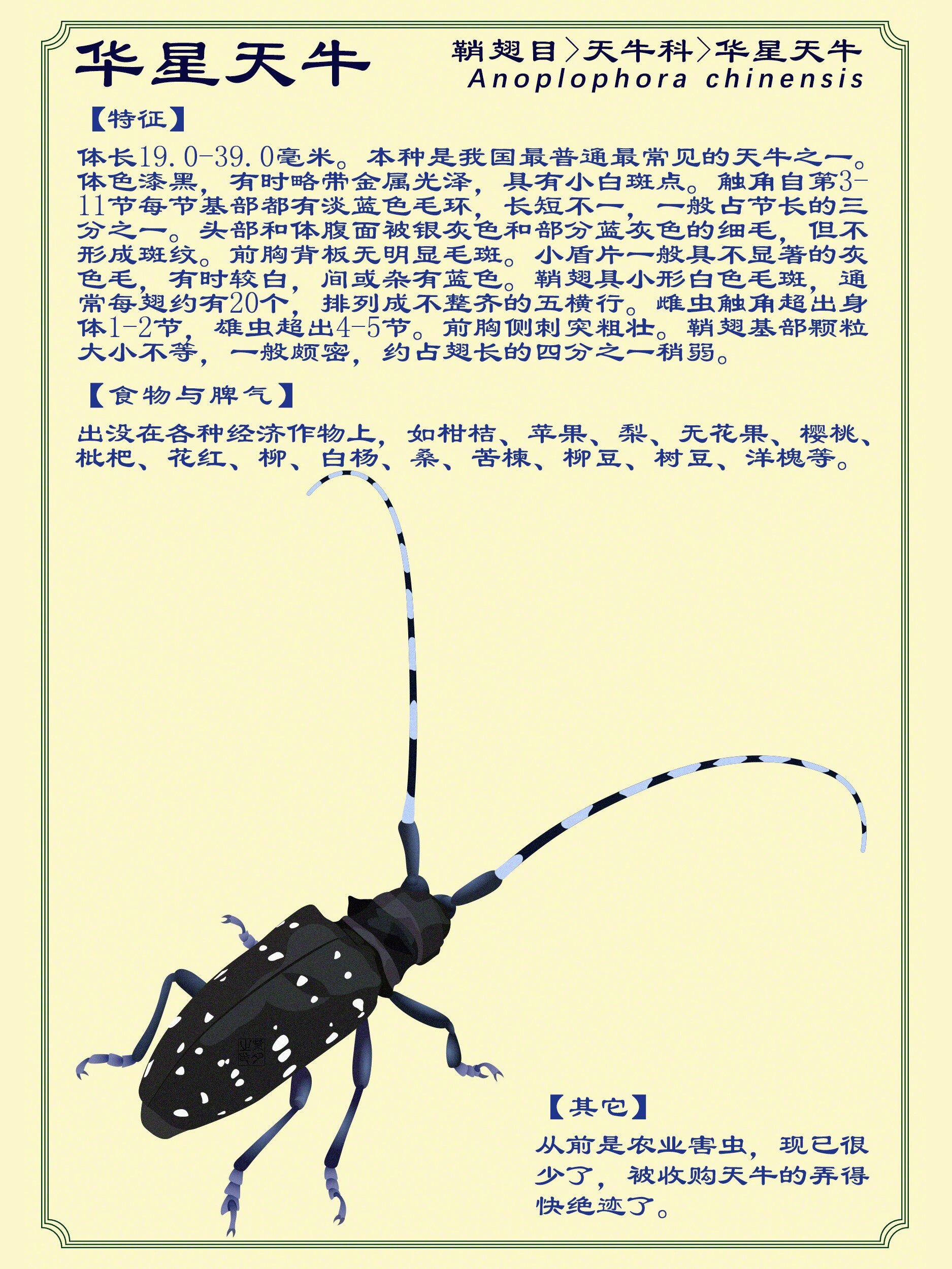 天牛