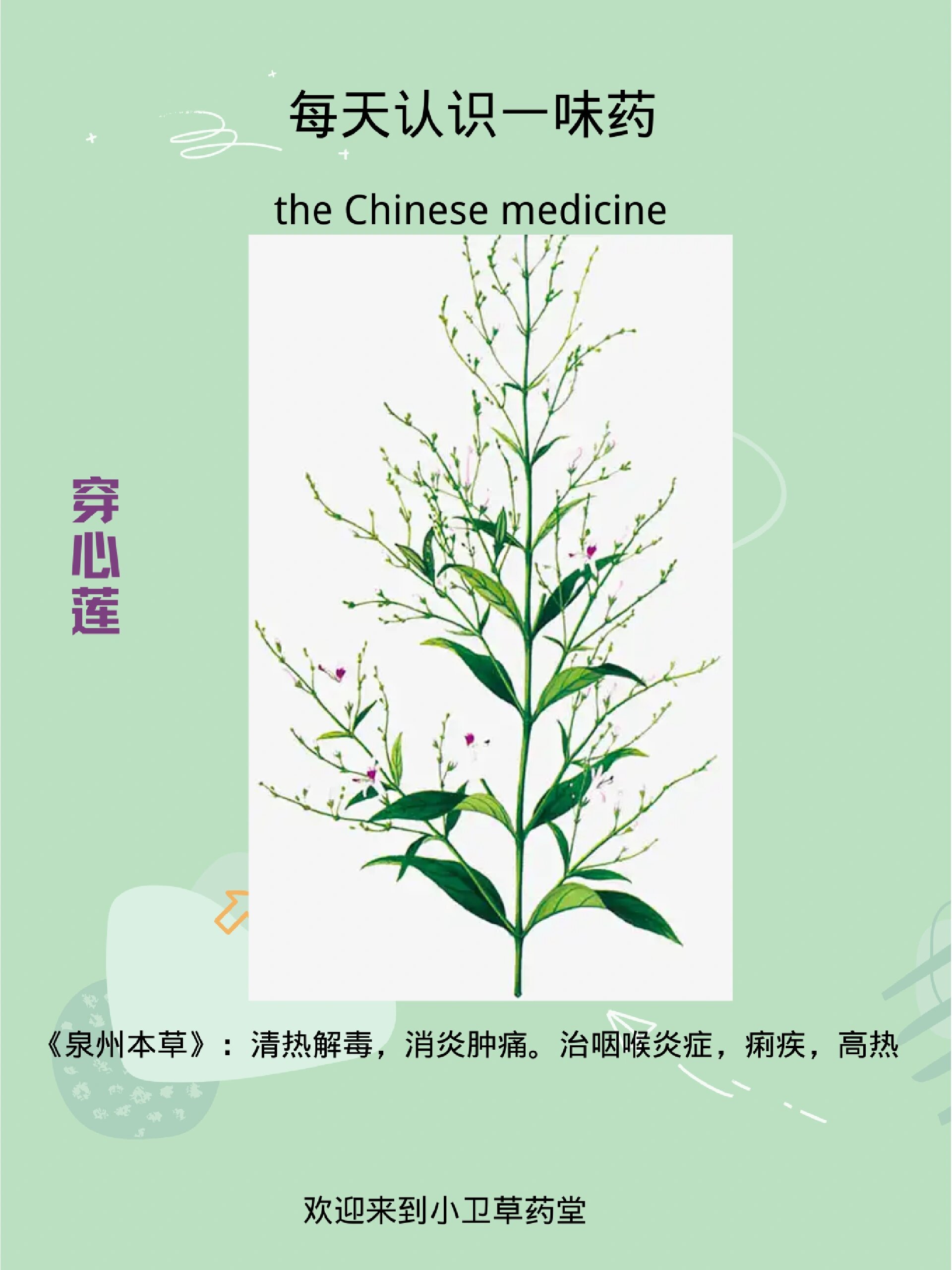 每天认识一味药🌿穿心莲