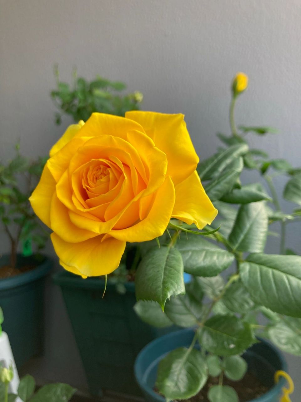 苏格兰黄油月季