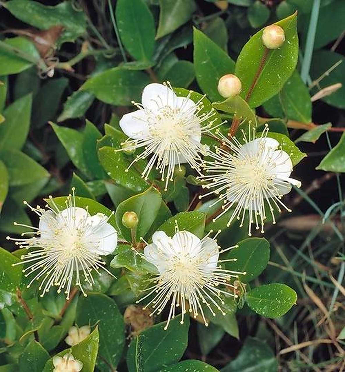 香桃木(myrtus communis02),原产地中海地区.