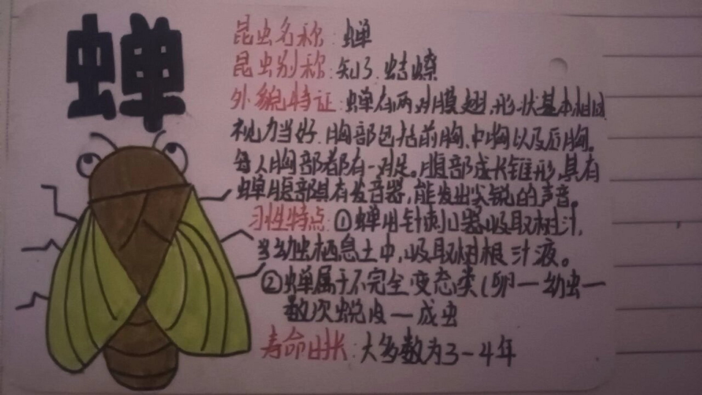 《蝉》法布尔思维导图图片