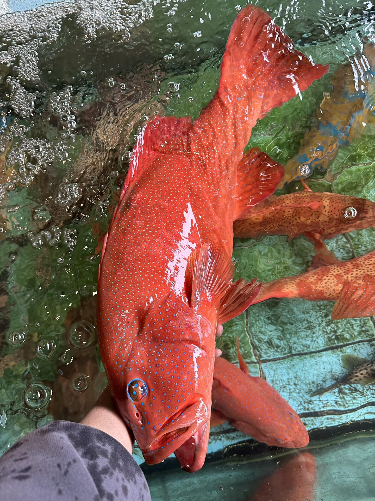 深海野生大东星斑