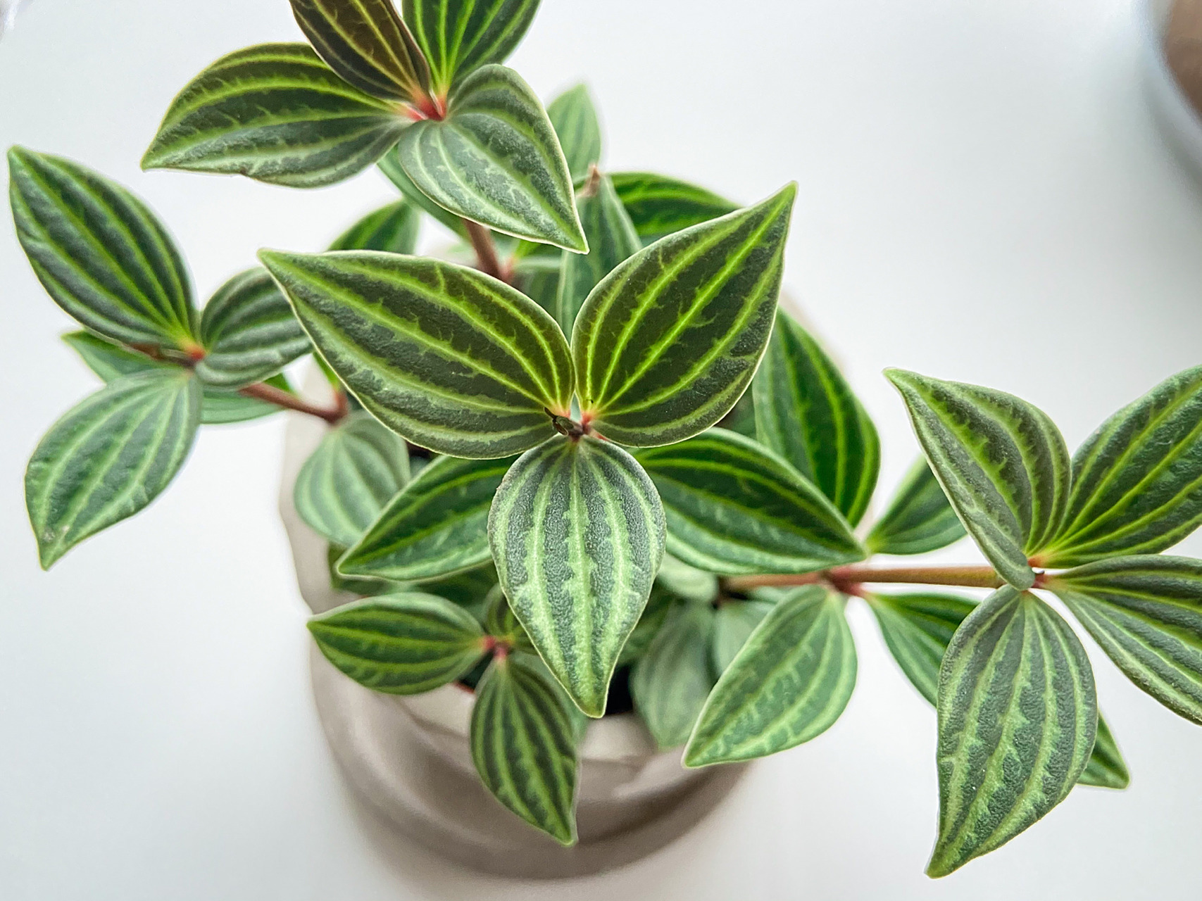 97它的叶面带有淡绿色的脉络,呈轮状分布,跟网红的西瓜皮椒草的